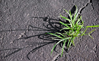 用这一物去除杂草 效果比白醋好