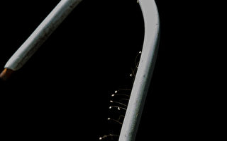 优昙婆罗花频现台湾 三千年一开蕴藏天机