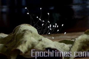 歌词：优昙婆罗花