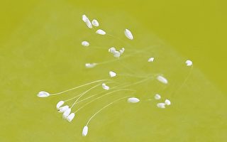 满庭芳‧优昙婆罗花