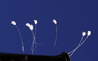 来自天堂的吉祥神奇之花：优昙婆罗花