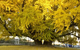 歌词：长安银杏树 圣王亲手栽