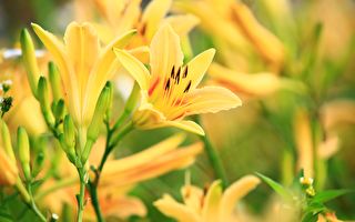 母亲的诗 缕缕系念拳拳孝思