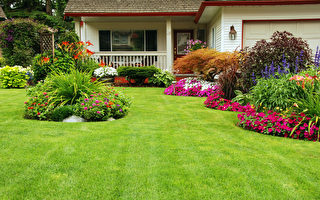 浇水时若犯这个常见错误 草皮上会狂长青苔