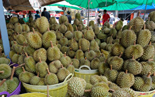 大陆榴莲价格腰斩 6月售价将继续下行