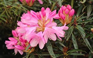 这些入侵植物看起来很美 却会毁了你的花园