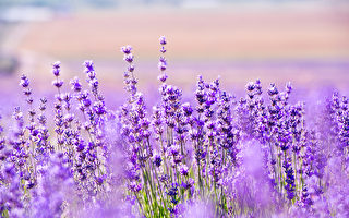 薰衣草要适时修剪 夏天才会开出美丽花朵