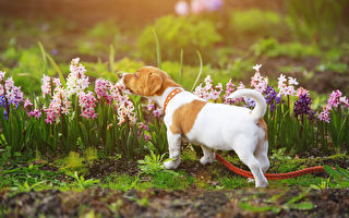 不做牛做狗任人宰割 人生要做好一件事