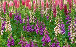 专家：这些植物看似美丽 却可能毒死你