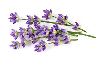 4种厨余可以废物利用 让薰衣草开更多花