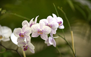 如何让兰花一年到头都能开花？