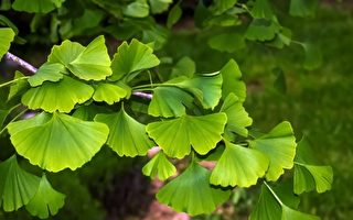 银杏叶是大脑功能的强效增强剂