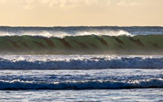 组图:一群海豚“同步冲浪”的美妙瞬间