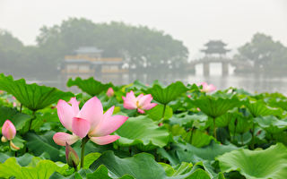 七律：咏莲