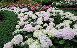 台湾古典诗：杉林溪绣球花