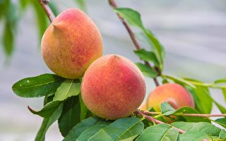 雨水少甜度高 那玛夏水蜜桃甜蜜上市