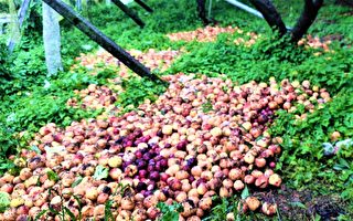 梨山路断果农心急  水蜜桃恐腐败滞销