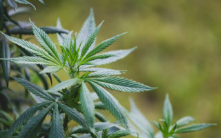 吸食大麻健康危害大 七招让你远离