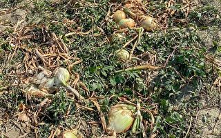 炭疽病侵袭恒春洋葱 屏东3立委下田勘灾