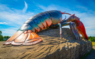 稀奇“棉花糖”龙虾被捕获 亿分之一概率