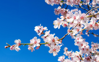 幸福满溢的感动 聆听神韵交响乐《锦绣天花》