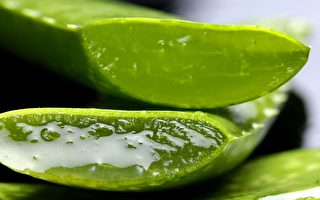 我家必种神草 修护油痘烫晒伤