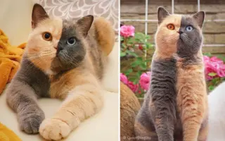 组图：长着一张“双色脸”的猫咪 火爆全网