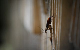 如何去除家庭头号害虫——蟑螂？