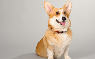 如何让小狗维持健康和快乐？ 专家这么说