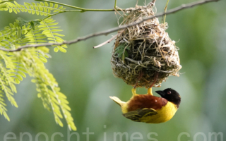 【摄影天地】稀有的外来鸟─苏丹金背织雀