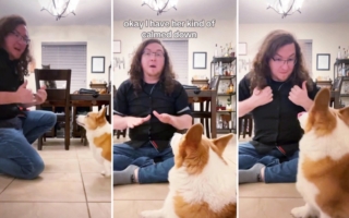 聋人妻子和丈夫在家打手语 柯基犬很快学会