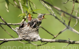 【摄影天地】斑扇尾鹟的温馨小家庭（2）