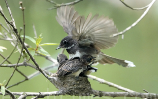 【摄影天地】斑扇尾鹟的温馨小家庭（3）