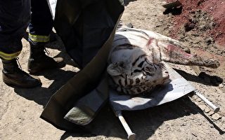 格鲁吉亚猛虎出笼 咬死1人后遭击毙
