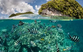 尽管遭中共打压 帕劳旅游业仍保持弹性