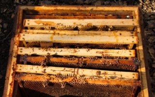 孙子发现已故祖父留下的蜂巢 创立蜂蜜公司