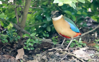 【摄影天地】蓝翅八色鸫 喜欢在地上觅食的候鸟