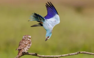 组图：本年野生动物摄影师大赛接受公众投票