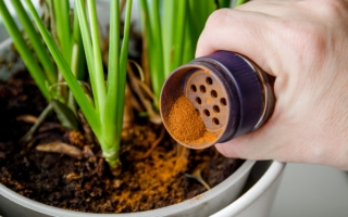 专家：在花园里撒肉桂粉 好处多多