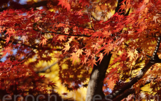 【摄影天地】红叶飞舞见秋风