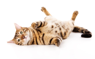 如何让猫咪健康和快乐？ 专家分享5招