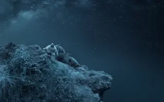 熊一家在星空下酣睡 梦幻照斩获摄影大奖