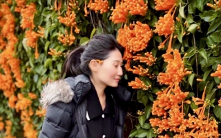 【旅行趣】台湾苗栗铜锣炮仗花海 点燃冬日的奇景