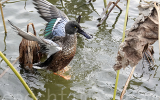 【摄影天地】琵嘴鸭有个又大又独特的嘴巴