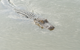 印尼鳄鱼模仿人溺水 引诱“救援者”上当