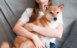 专家：小狗感受得到你的压力 承受健康风险