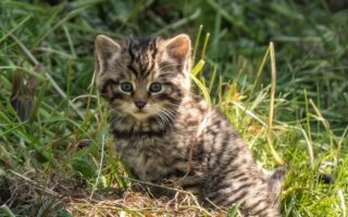 男童以滑板与其他孩子作交换 救下受虐小猫