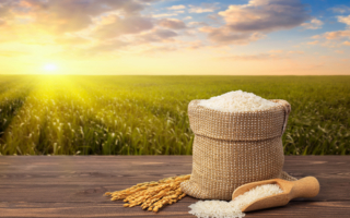 掌握长期保存米的方法 应对可能的食物危机