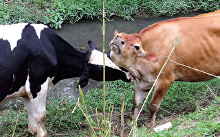 善恶有报：泯没良心 恶妇当下变动物