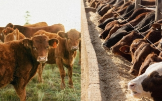 吃草饲牛肉或榖饲牛肉 哪种更健康？